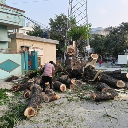 Shiva-Tree-Cutting-Services-Gallery15