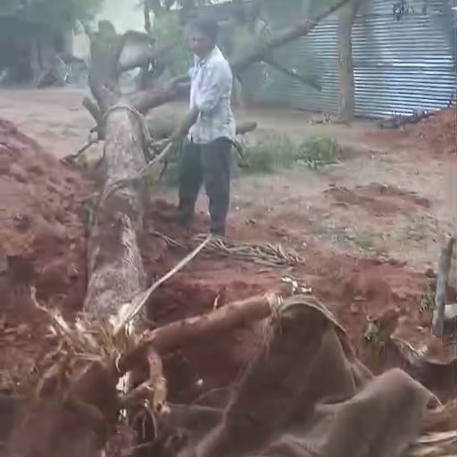 Shiva-Tree-Cutting-Services-Gallery18