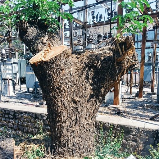 Shiva-Tree-Cutting-Services-Gallery2