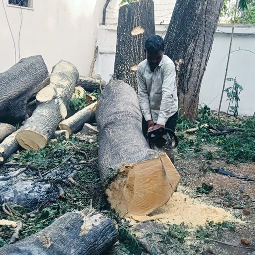 Shiva-Tree-Cutting-Services-Gallery23