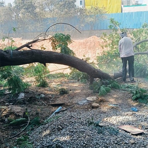 Shiva-Tree-Cutting-Services-Gallery7