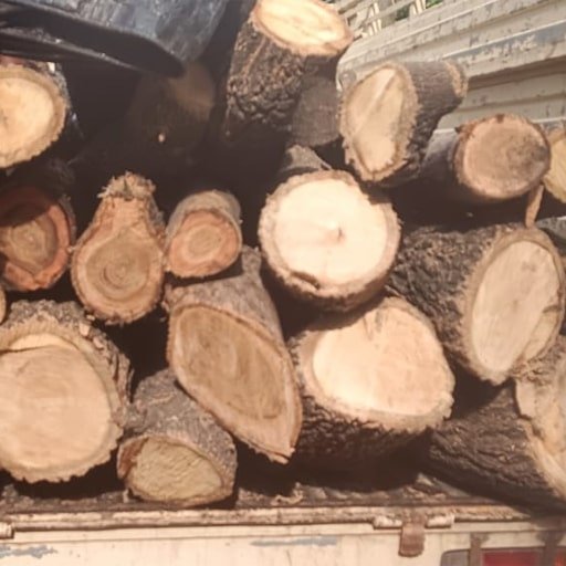 Shiva-Tree-Cutting-Services-Gallery8
